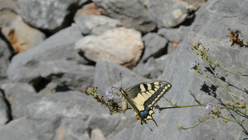 Old World Swallowtail