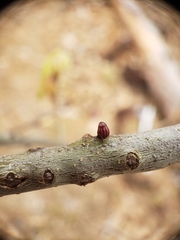 Callirhytis quercusgemmaria