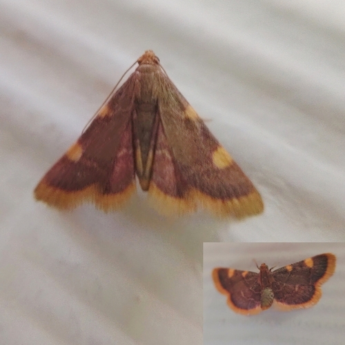 Clover Hayworm Moth