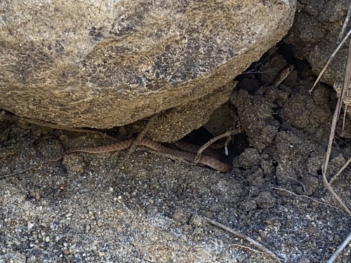 Boiga irregularis observed 2026-09-14