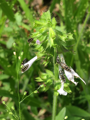 Acmaeodera tubulus