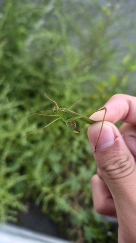 Black-footed Bush-cricket