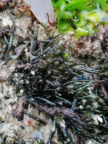 Hypnea observed 2026-09-14