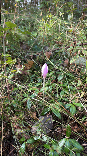 Autumn Crocus