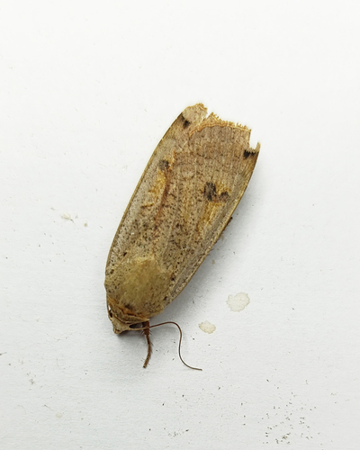 Large Yellow Underwing