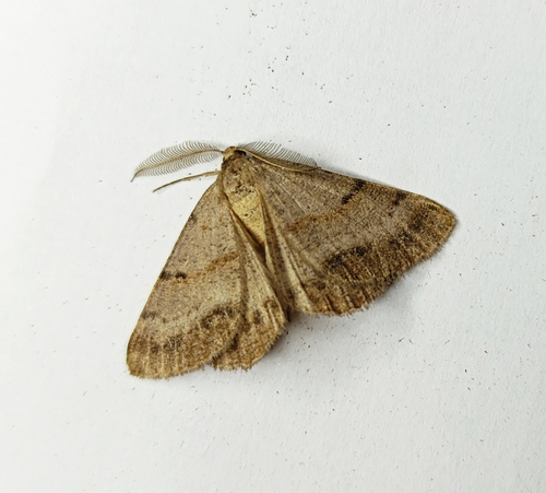 Bordered Grey