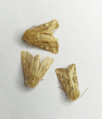 Dumeril's Rustic