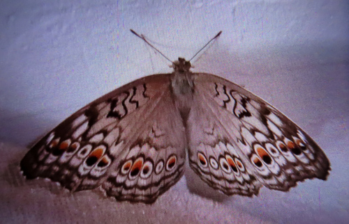 Grey Pansy