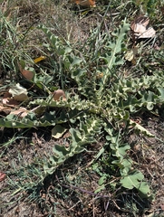 author not stated, no rights reserved Verbascum sinuatum, photograph author not stated, no rights reserved