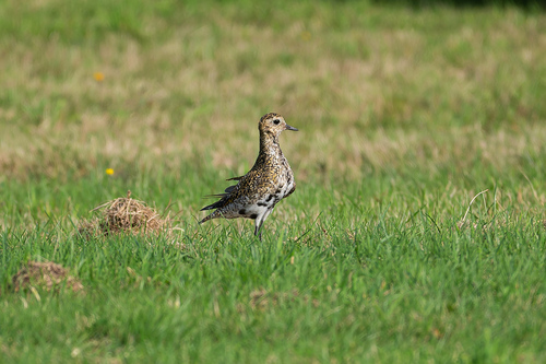 European Golden-Plover