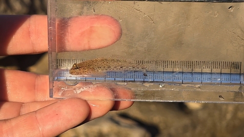 Incognito Goby