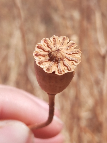 common poppy