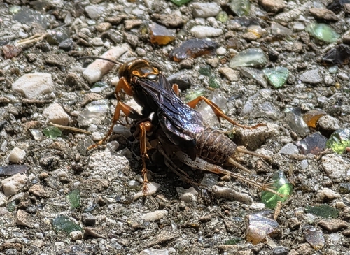 Liris aurulentus observed 2026-09-14