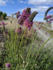 Dalea purpurea