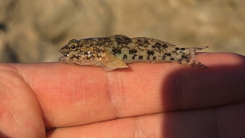 Giant Goby