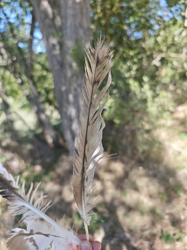 Plume de Milan royal