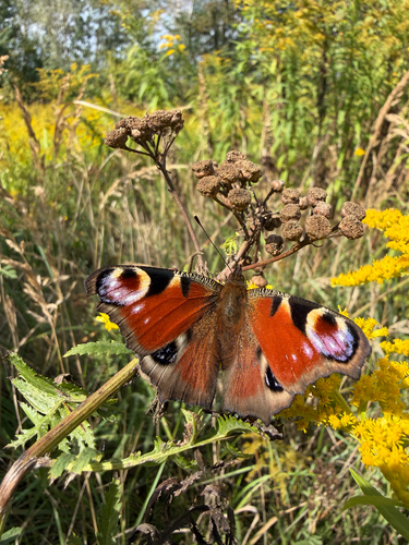 European Peacock Butterfly