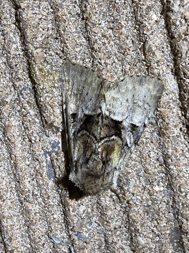Multicolored Sedgeminer Moth photo 3