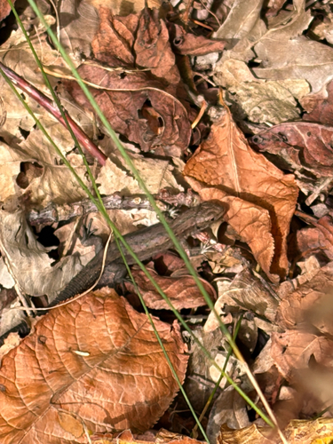 Viviparous Lizard