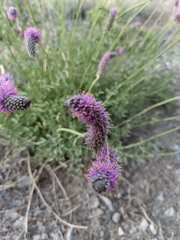 Dalea purpurea