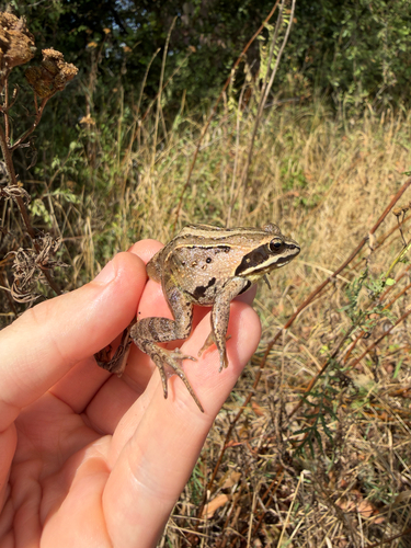 Moor Frog