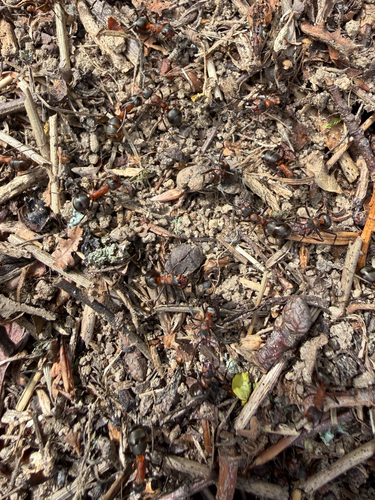 rufa-group Wood Ants