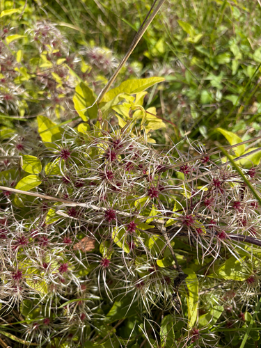Old man's beard