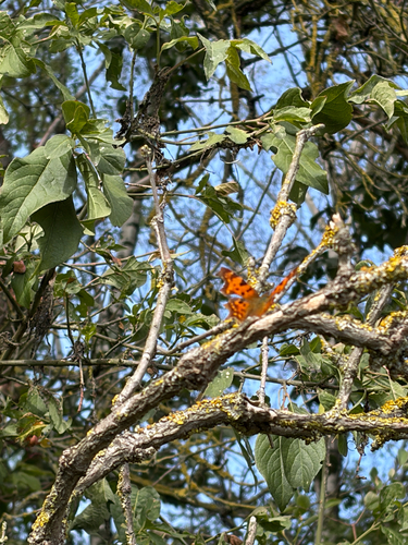 European Comma
