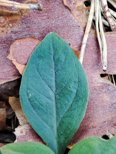 Arctic Starflower