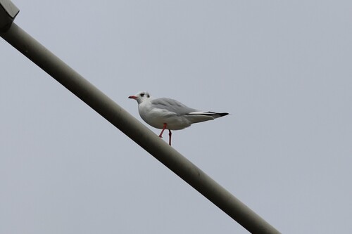 Black-headed Gull