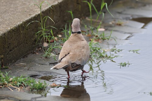 Eurasian Collared-Dove