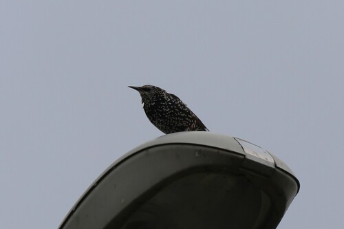European Starling