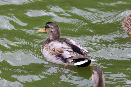 Mallard