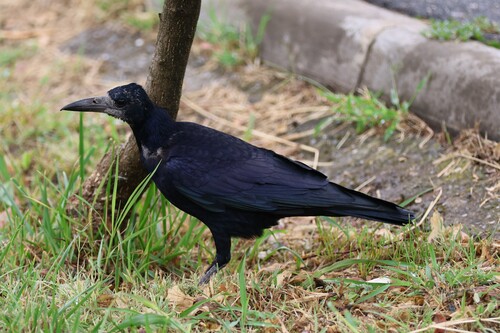 Rook