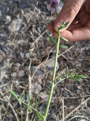 Dalea purpurea