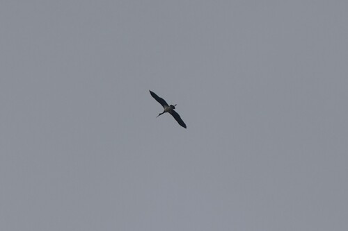 Black Stork