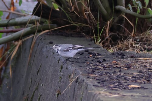 White Wagtail