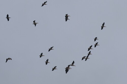 Great White Pelican