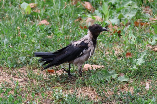 Hooded Crow