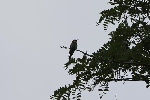 European Bee-eater
