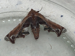 Eutelia pulcherrimus