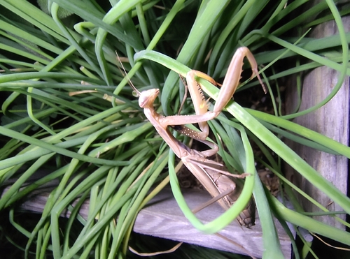 European Mantis