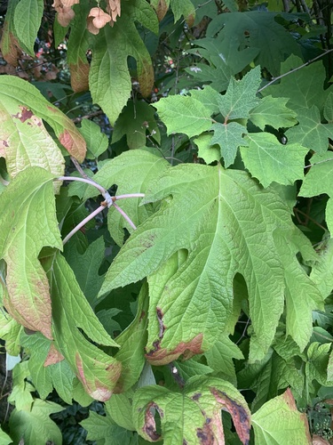 oakleaf hydrangea
