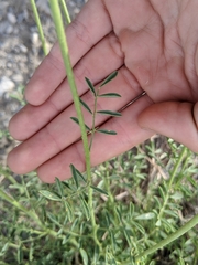 Dalea purpurea