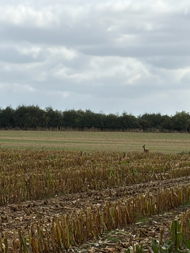 Western Roe Deer