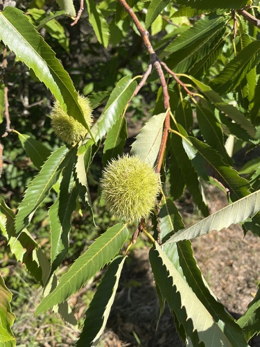 Sweet Chestnut