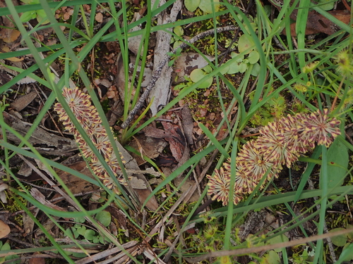 Many Flowered Matrush