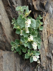 Asarina procumbens