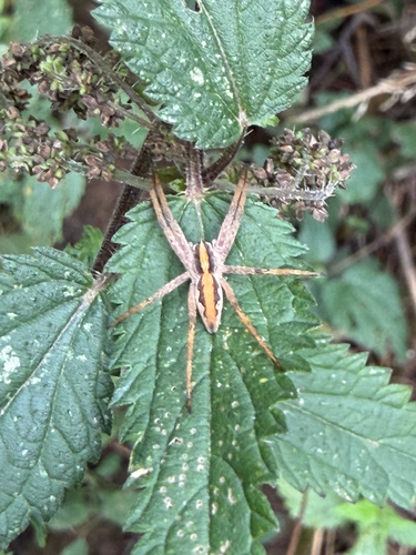 European Nursery Web spider