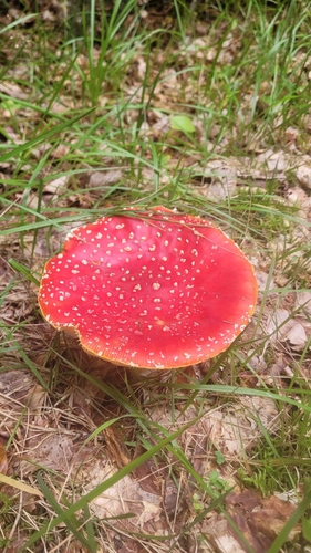 Fly Agaric